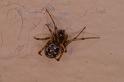 Steatoda_grossa_D3205_Z_85_Valle Gran Rey_Spanje